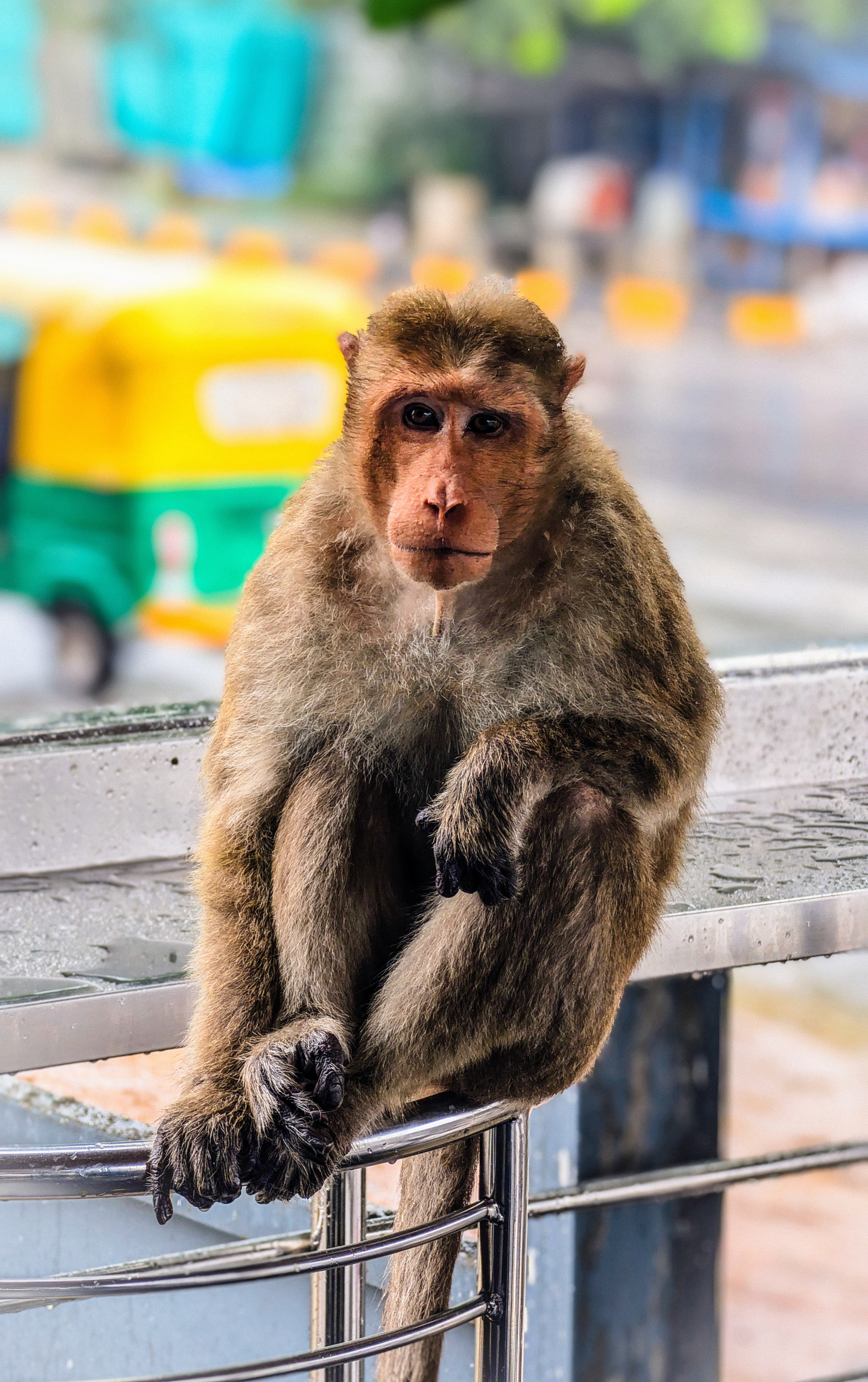 A passionate wildlife tracker with a love for big cats       and their conservation